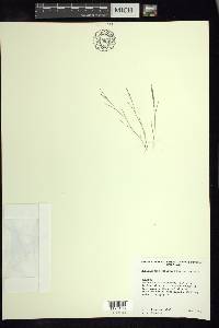 Muhlenbergia strictior image