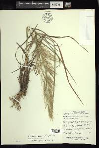 Muhlenbergia stricta image