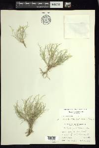 Muhlenbergia villiflora var. villiflora image