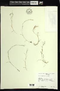 Muhlenbergia vaginata image