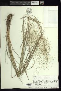 Muhlenbergia stricta image