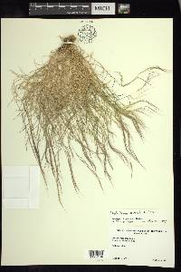 Muhlenbergia tenella image