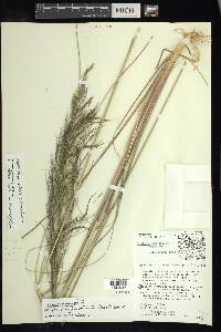 Muhlenbergia stricta image