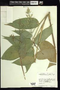 Olyra latifolia image