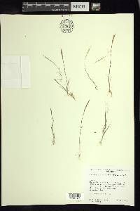 Muhlenbergia strictior image