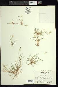 Bouteloua dimorpha image