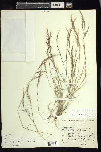 Muhlenbergia tenuifolia image