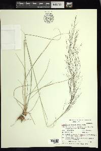 Muhlenbergia stricta image