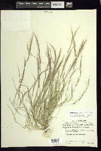 Muhlenbergia tenella image