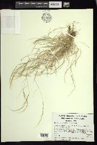 Muhlenbergia tenella image