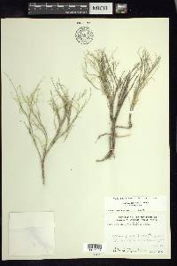 Muhlenbergia villiflora var. villiflora image