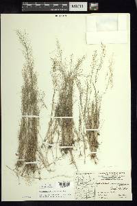 Muhlenbergia sinuosa image