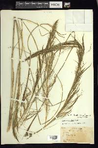 Muhlenbergia stricta image