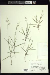 Dichanthelium aciculare var. ramosum image