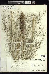 Muhlenbergia stricta image