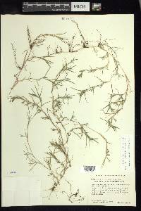 Muhlenbergia vaginata image