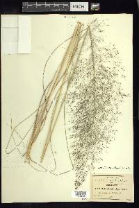 Muhlenbergia stricta image