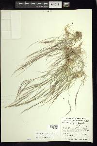 Muhlenbergia tenella image