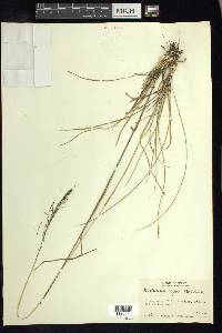 Muhlenbergia rigida image