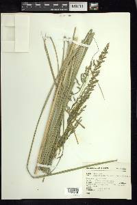 Muhlenbergia virletii image