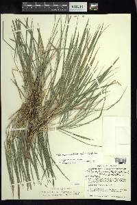 Otatea acuminata image