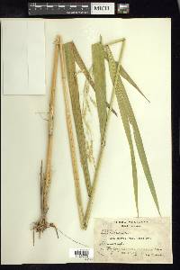 Oryza latifolia image