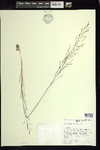 Muhlenbergia schmitzii image