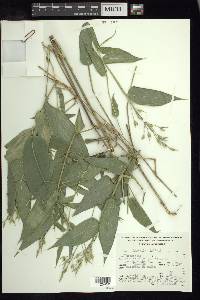 Olyra latifolia image