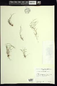 Muhlenbergia tenella image