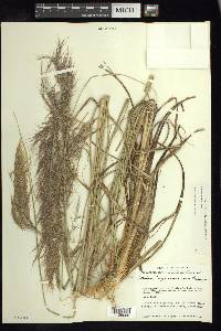 Muhlenbergia speciosa image