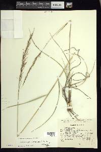 Muhlenbergia rigida image