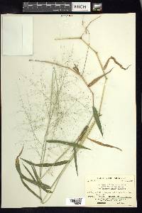 Panicum trichanthum image