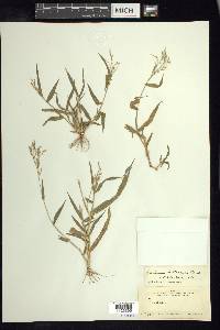 Panicum hirticaule image