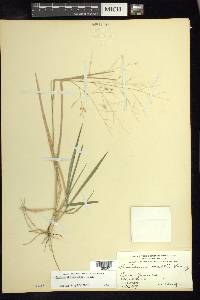 Panicum ghiesbreghtii image