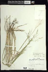 Panicum tamaulipense image