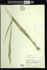 Zuloagaea bulbosa image