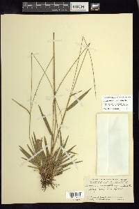 Setaria variifolia image