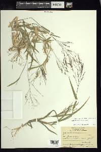 Panicum hirticaule image