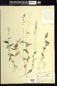 Panicum pulchellum image