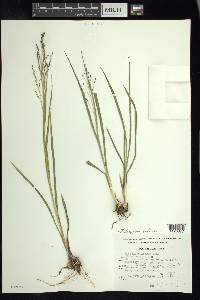 Zuloagaea bulbosa image