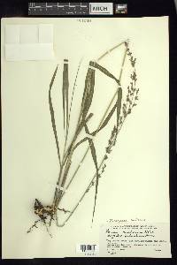 Zuloagaea bulbosa image