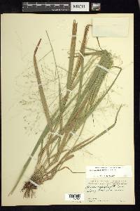 Panicum ghiesbreghtii image