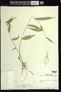 Panicum parviglume image