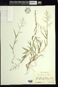 Panicum polygonatum image