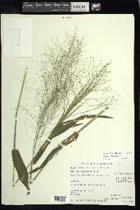 Panicum trichanthum image