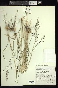 Zuloagaea bulbosa image