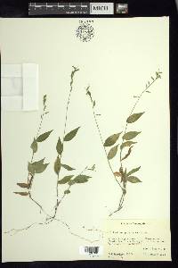 Panicum pulchellum image