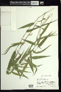 Panicum sellowii image