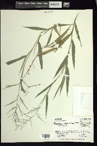 Panicum polygonatum image