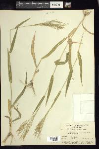 Panicum hirticaule image